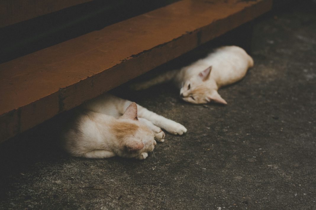 cat hotel Dubai